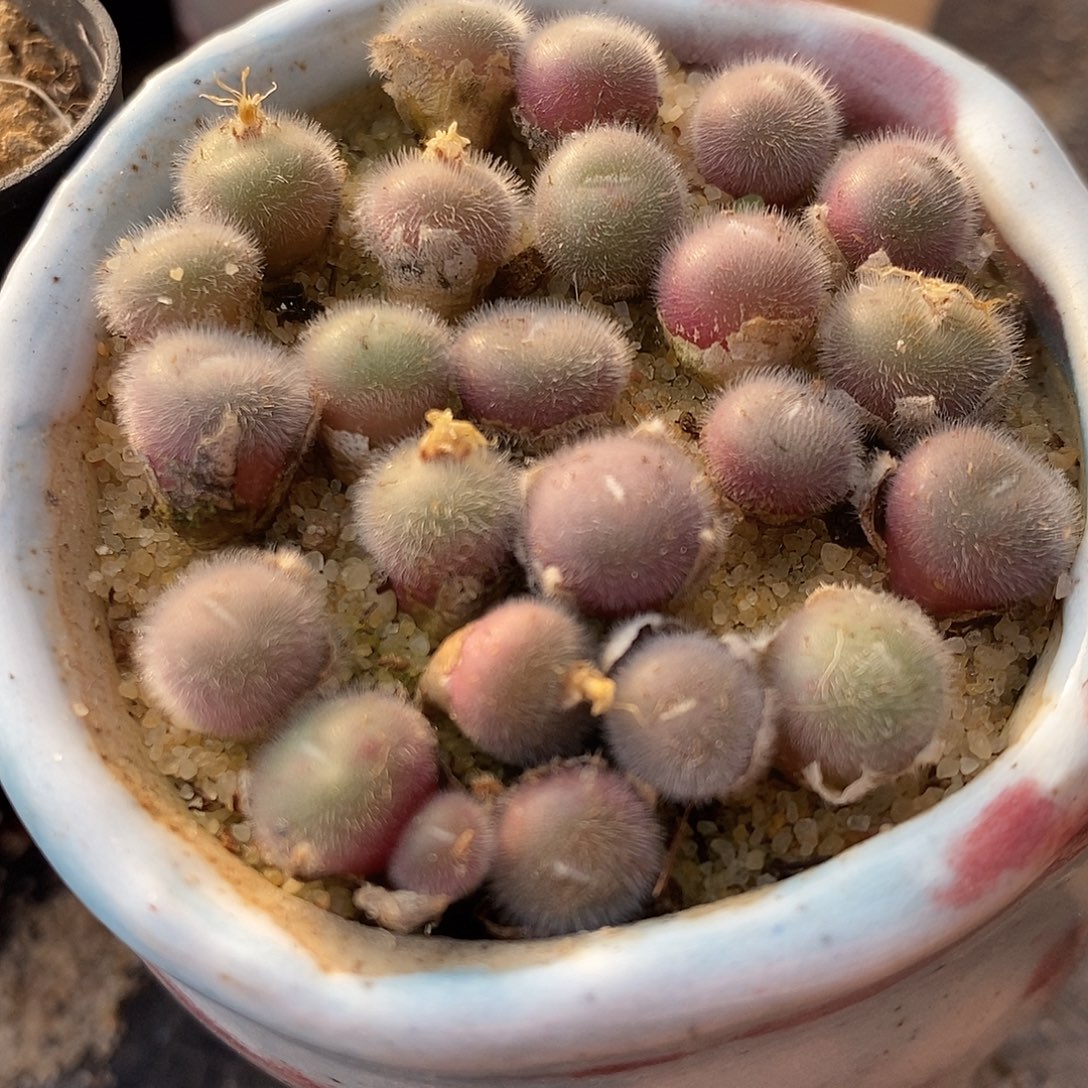 史蒂芬尼毛球一颗。   