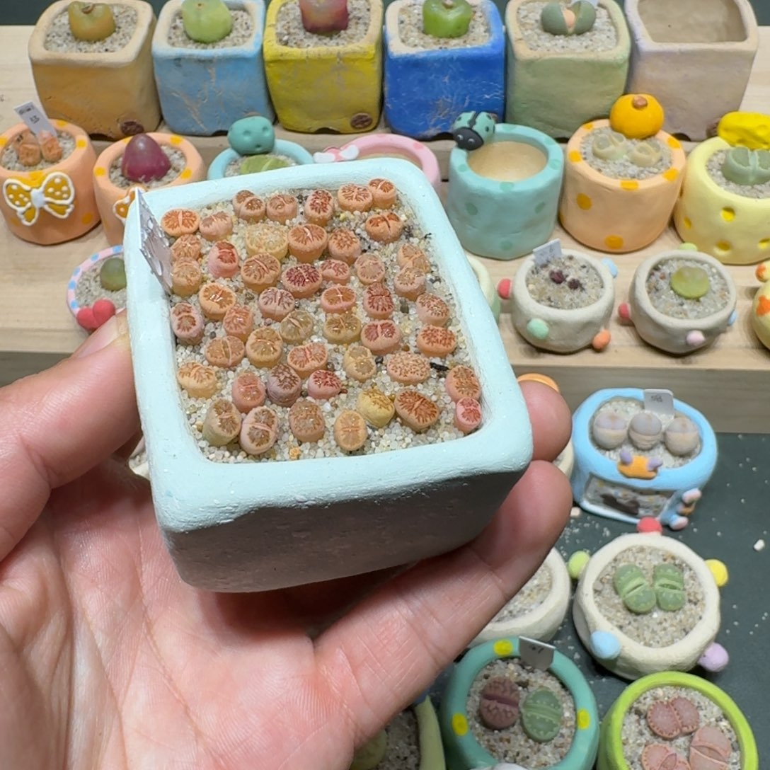 红陶蘑菇1073菊纹