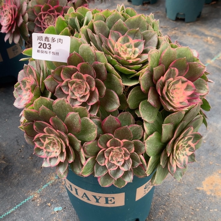 203莲花座多肉植物