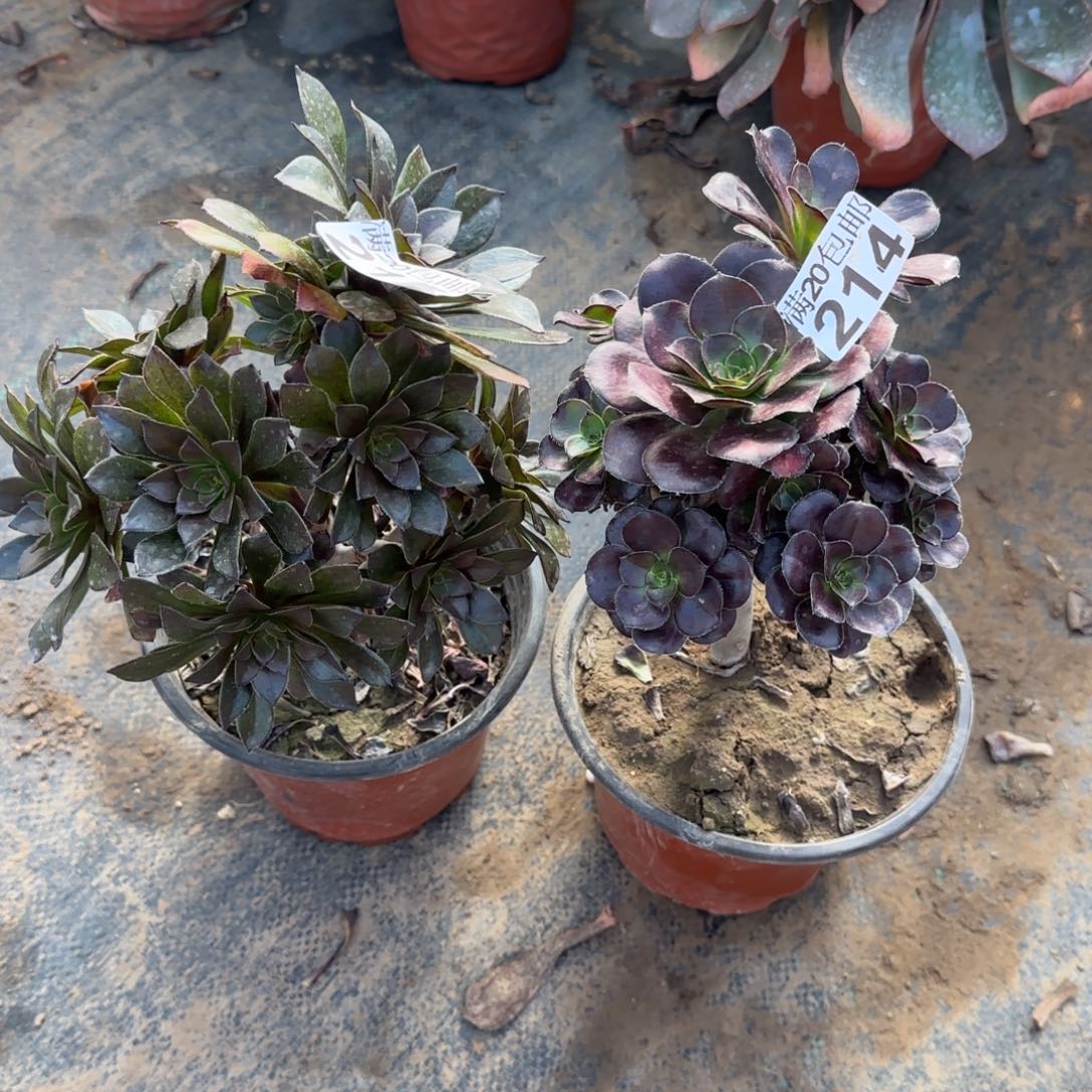 多肉215+214满20包邮断枝不包