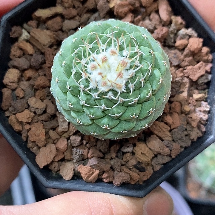 孤品实生完美品相菊水仙人球3.4cm带花苞