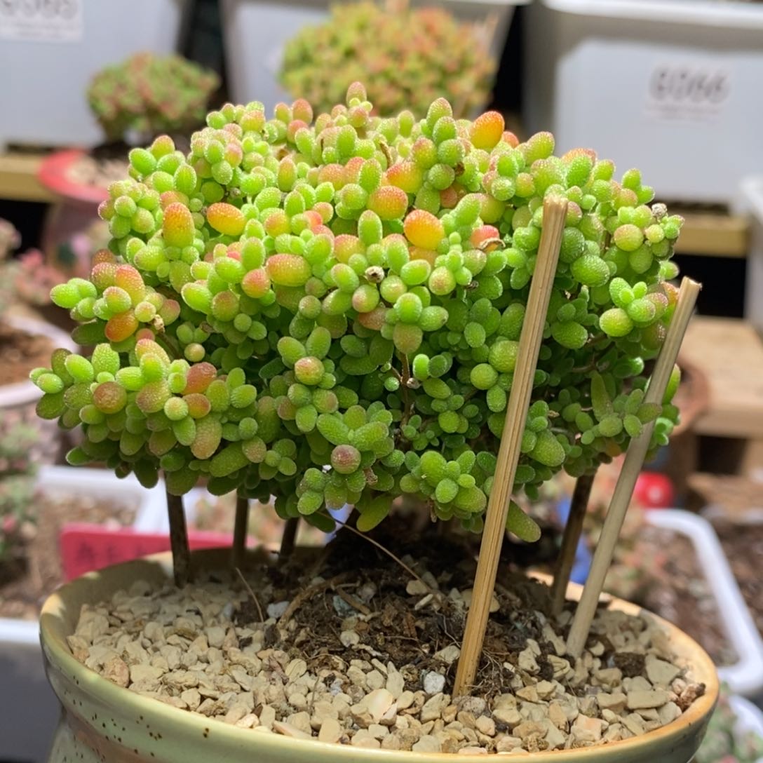 带盆蜜桔糖球A416