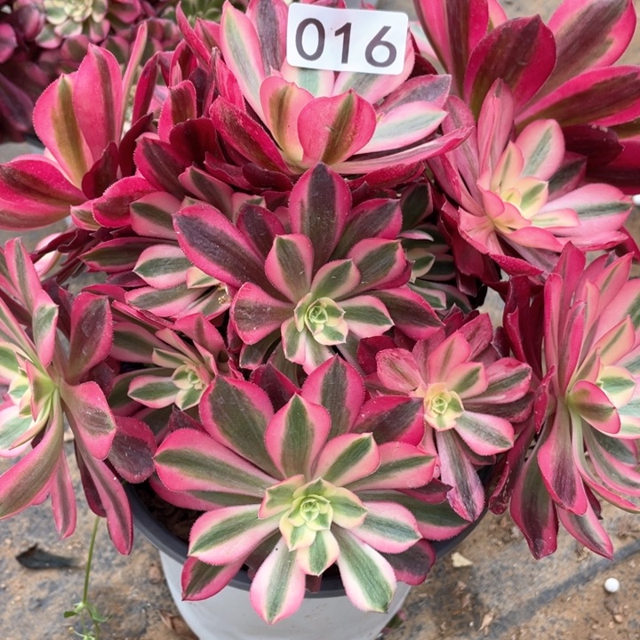 016:多肉植物美杜莎