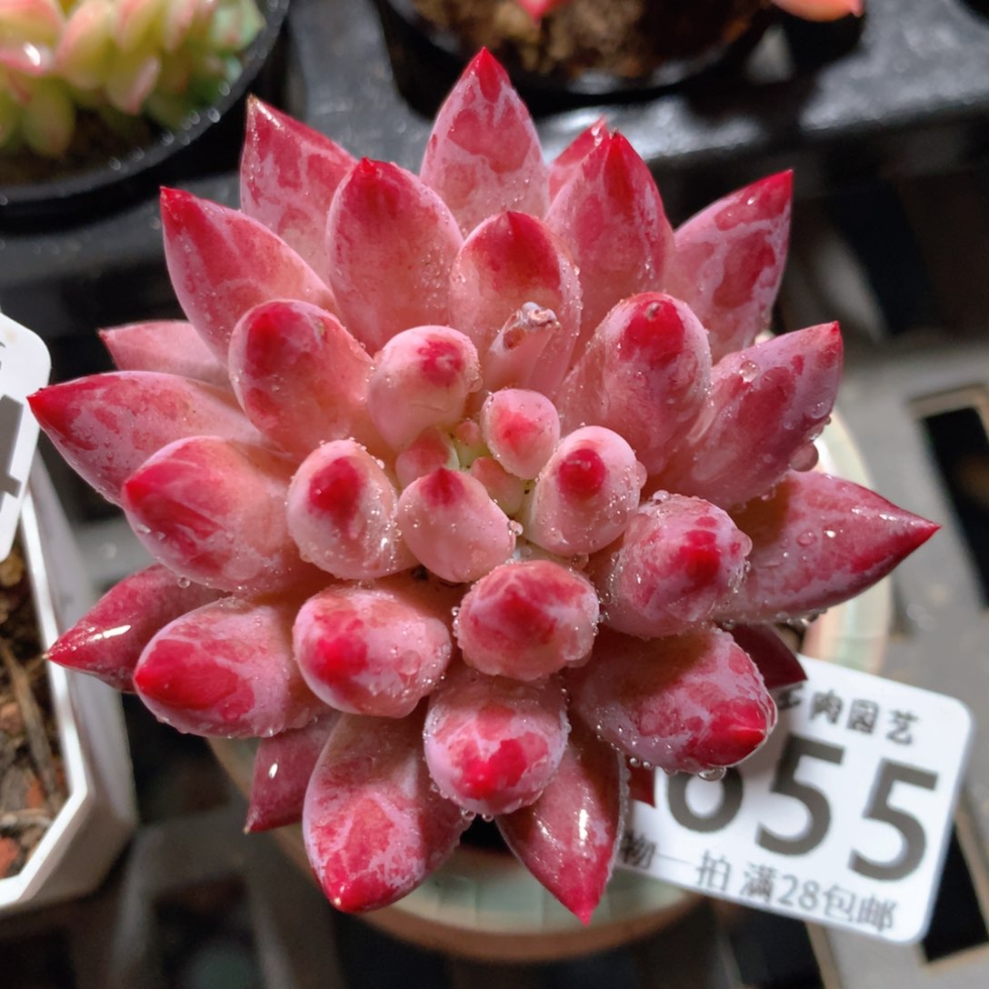 5CM拇指盆精控多肉ZI655