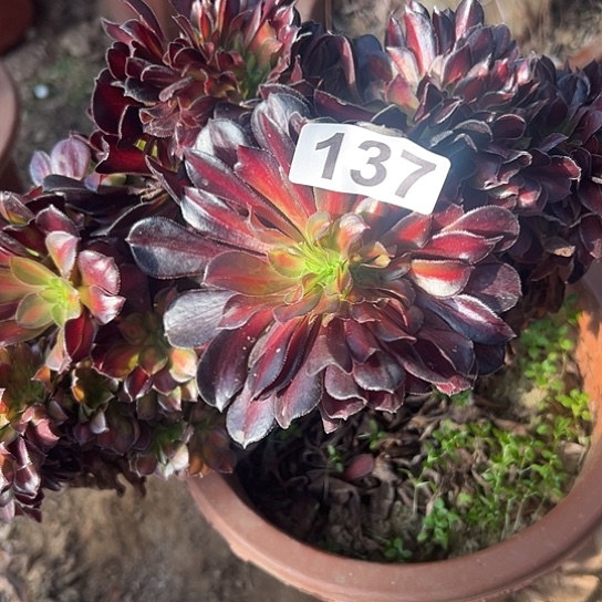 心***梦多肉植物一个华那