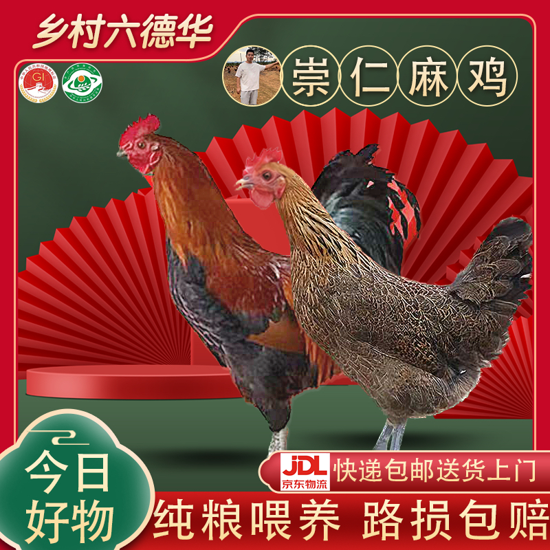 崇仁麻鸡小脚细骨老品种原种麻山林散养营养1.6斤左右 包冰率无