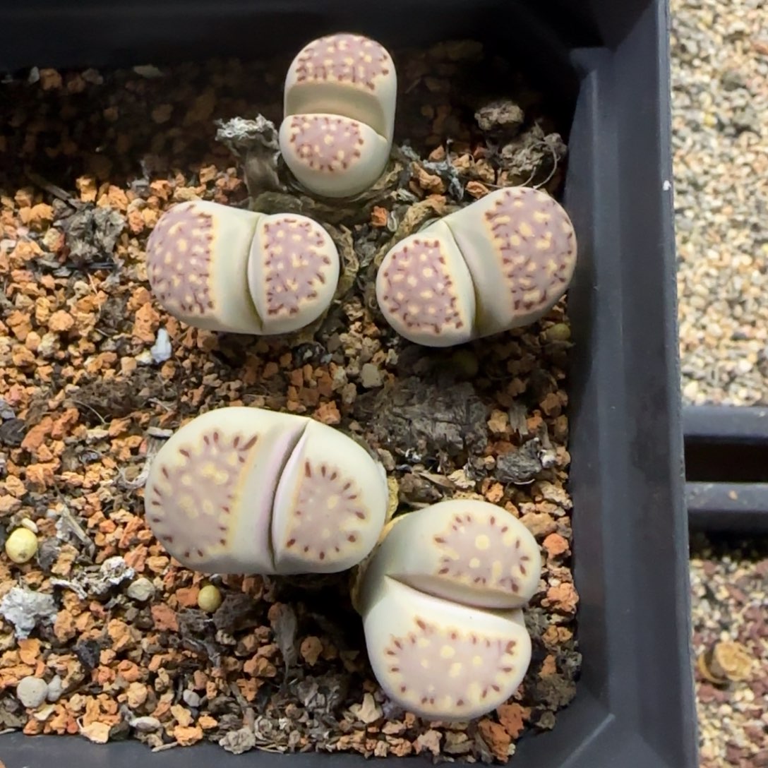 469 生石花大棚直播