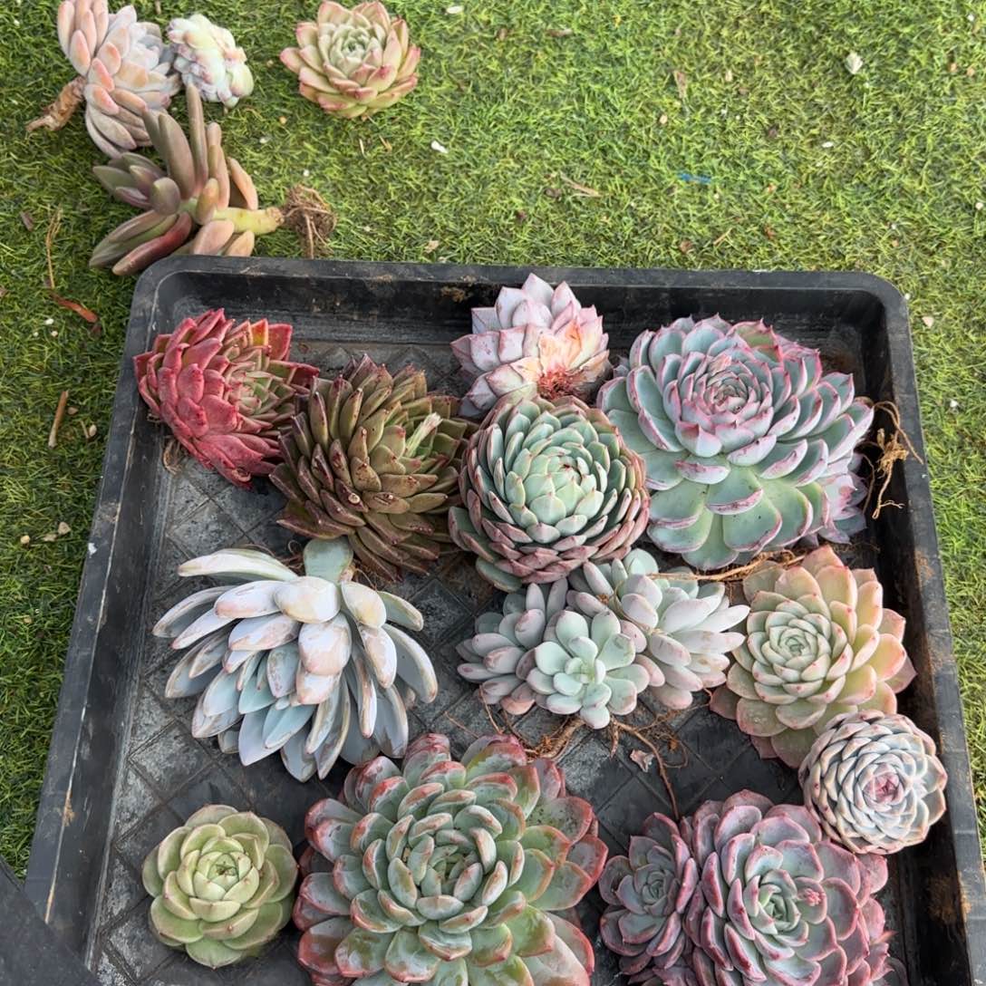 两***仔福利多多多多多多