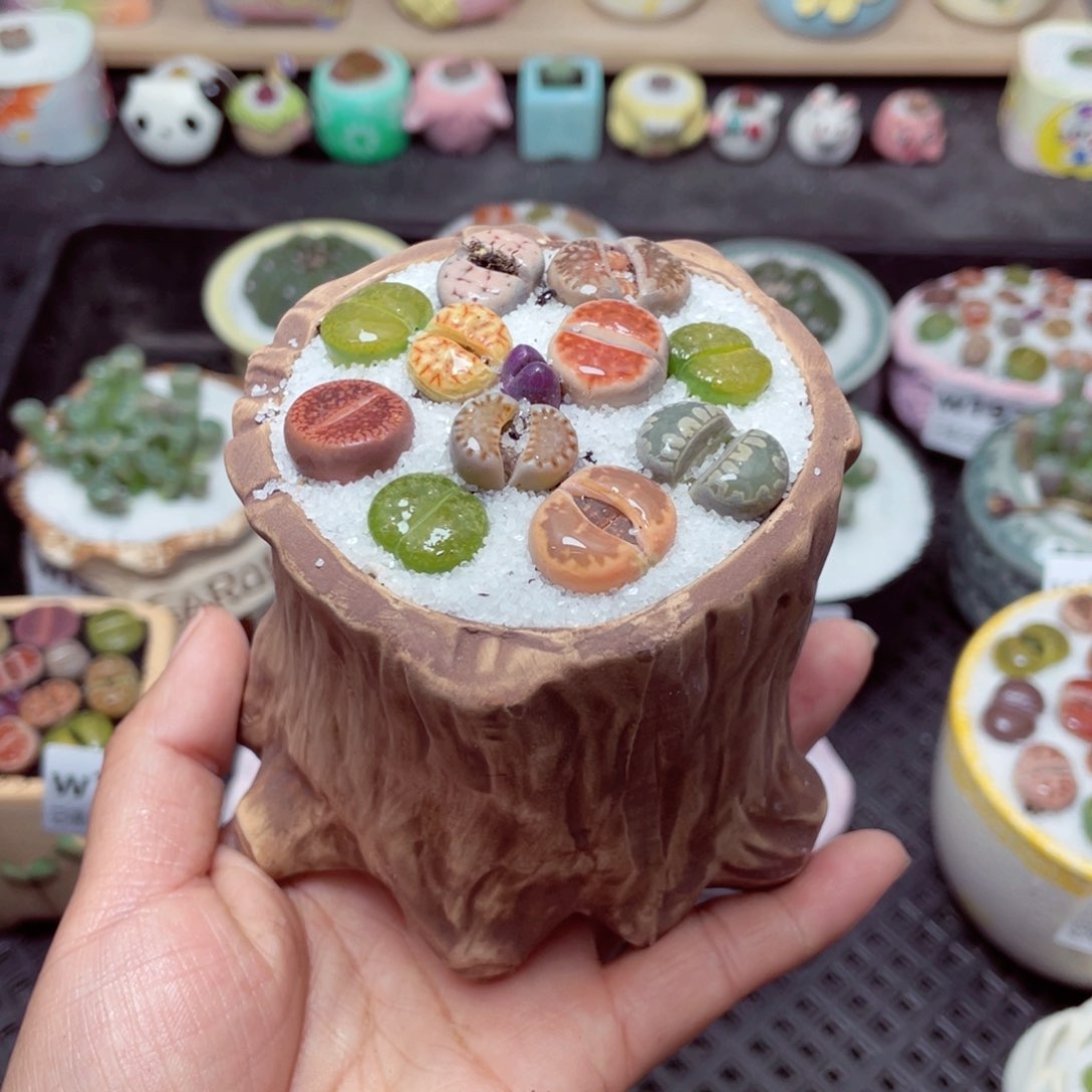 w1991 带盆土发货-零下地区拍保温箱