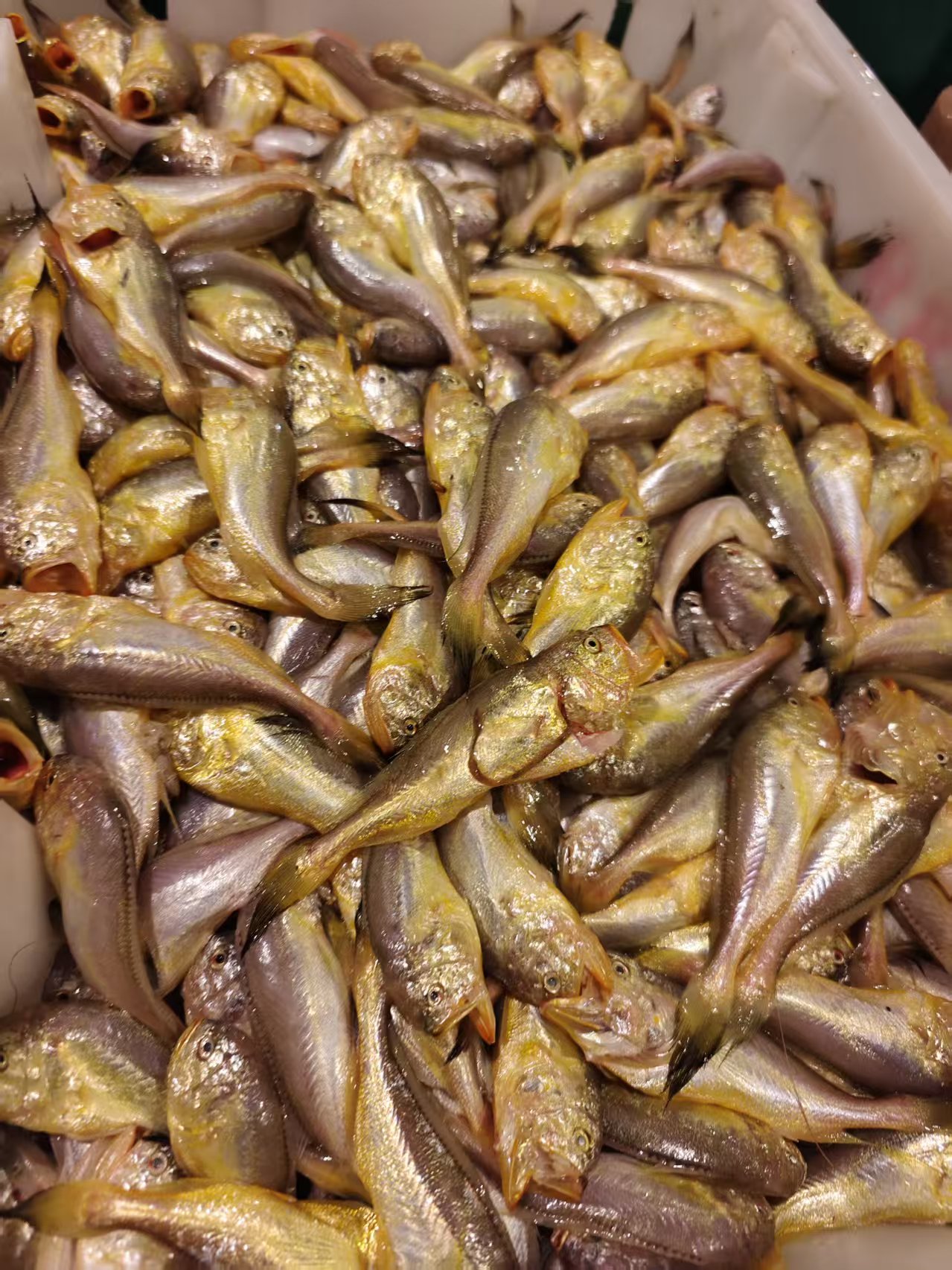 [3斤梅童鱼】东海野生海捕小黄鱼正宗野生梅童鱼顺丰包邮