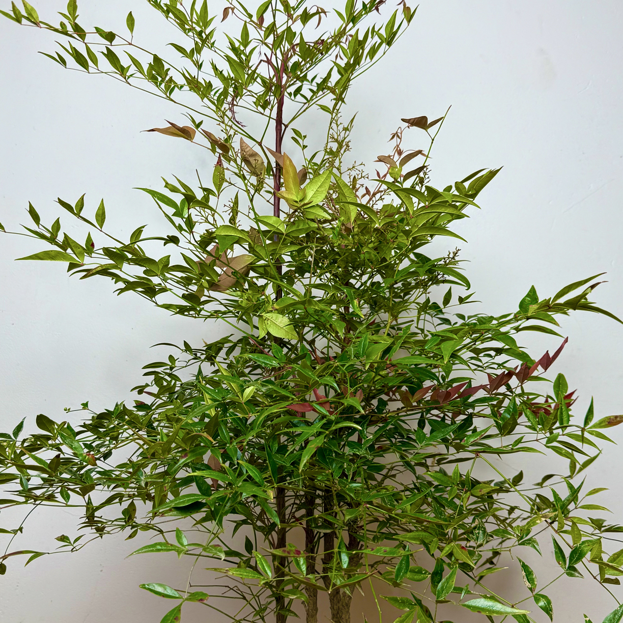 火焰多枝南天竹老桩耐寒耐热可室内外种植庭院客厅绿植