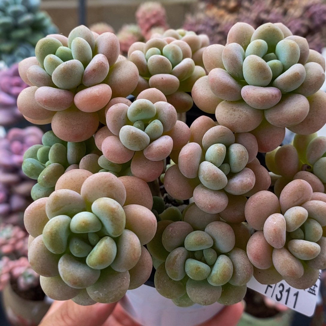 311洛可可10cm多肉