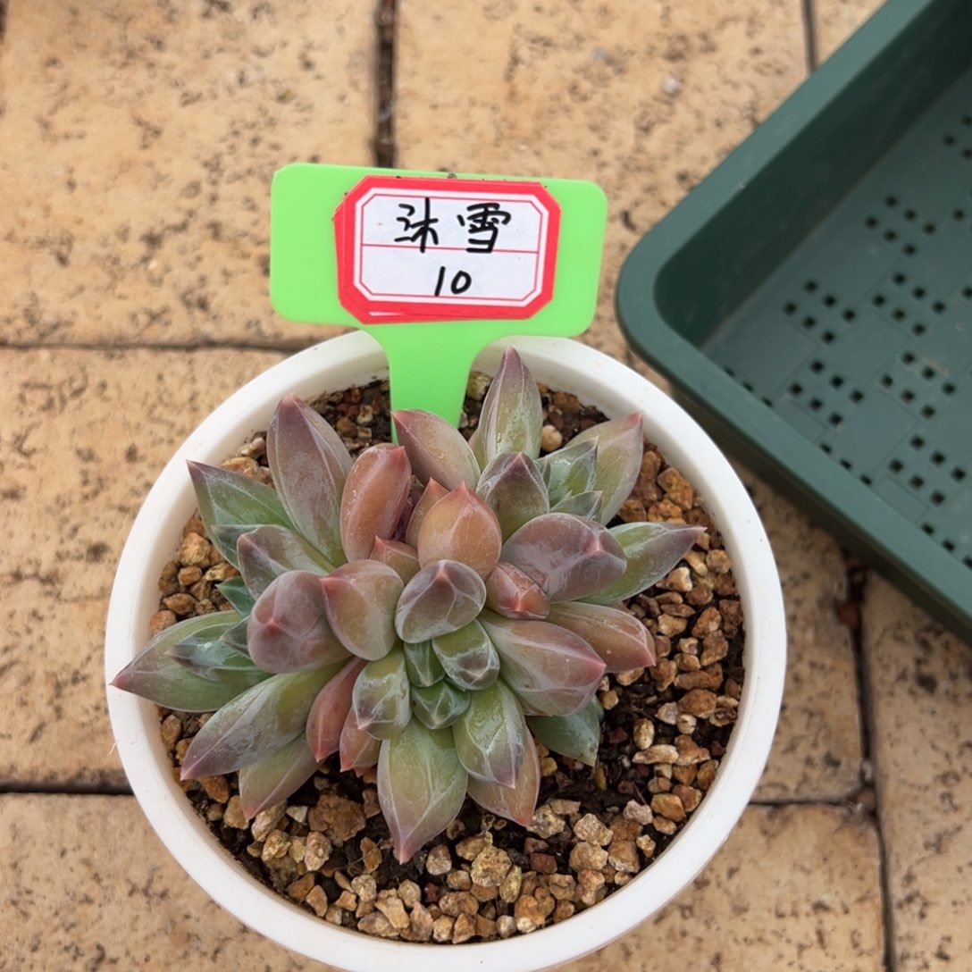 沐***雪沐雪10。            