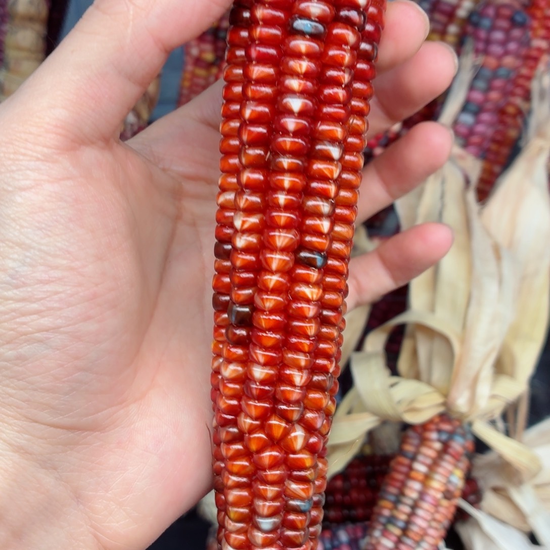 小***i吊坠白玉菩提文玩精品文玩精品