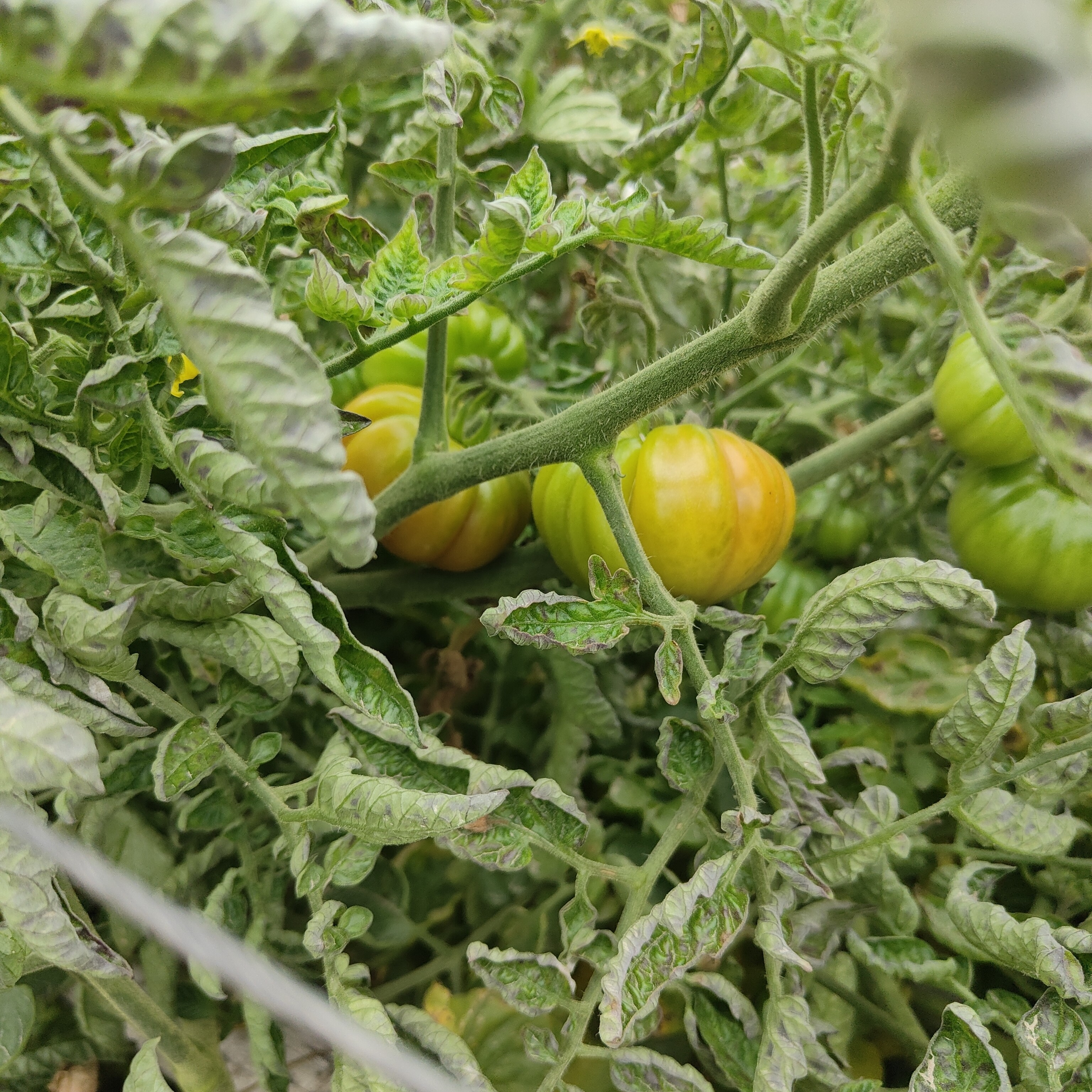 顺丰包邮次日达潮汕本地马蹄番茄潮州本地蔬菜