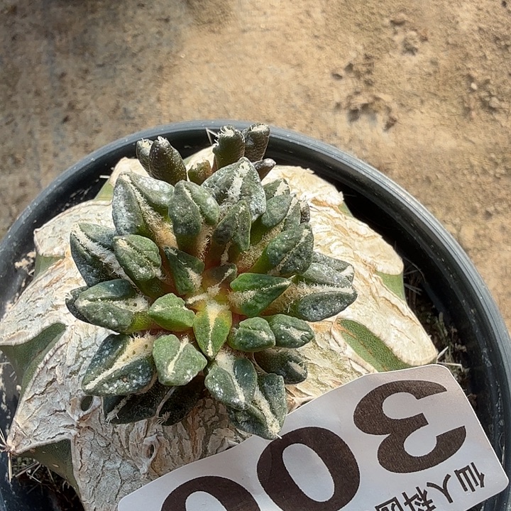 无花朵300姬牡丹西一