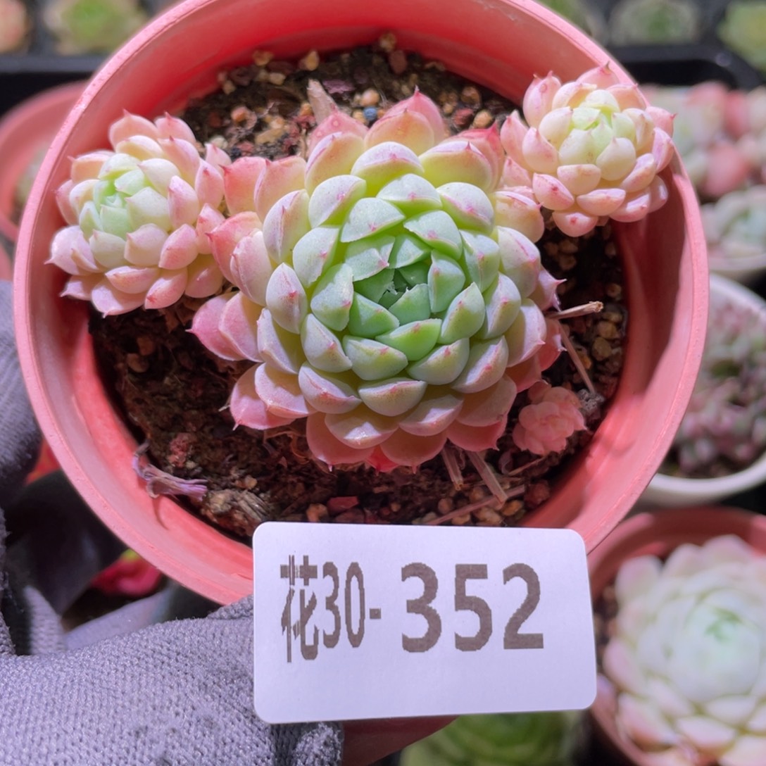 花利美30-352羊脂球