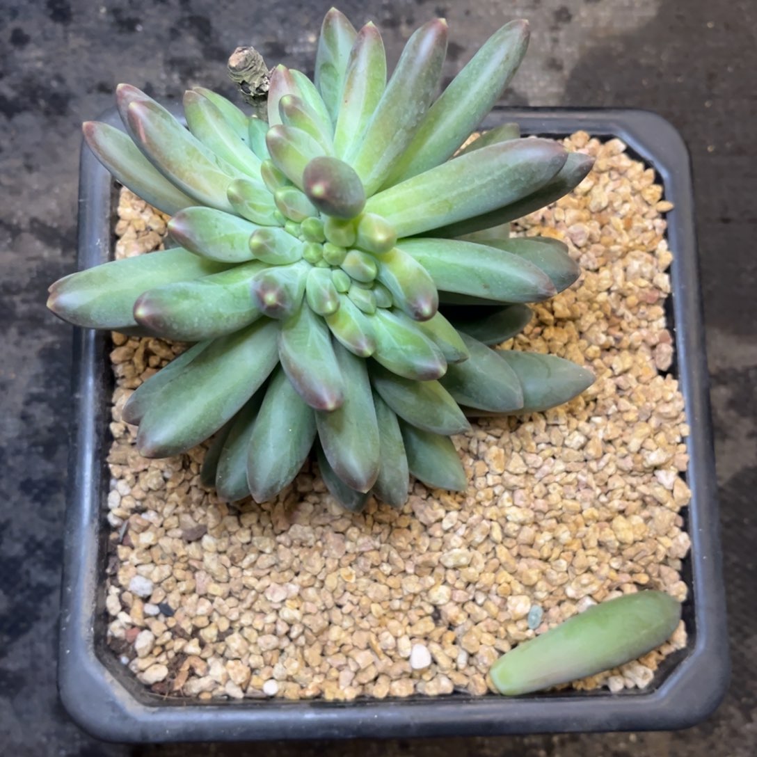 钢***蕾芭蕾姐姐脱土发货，，