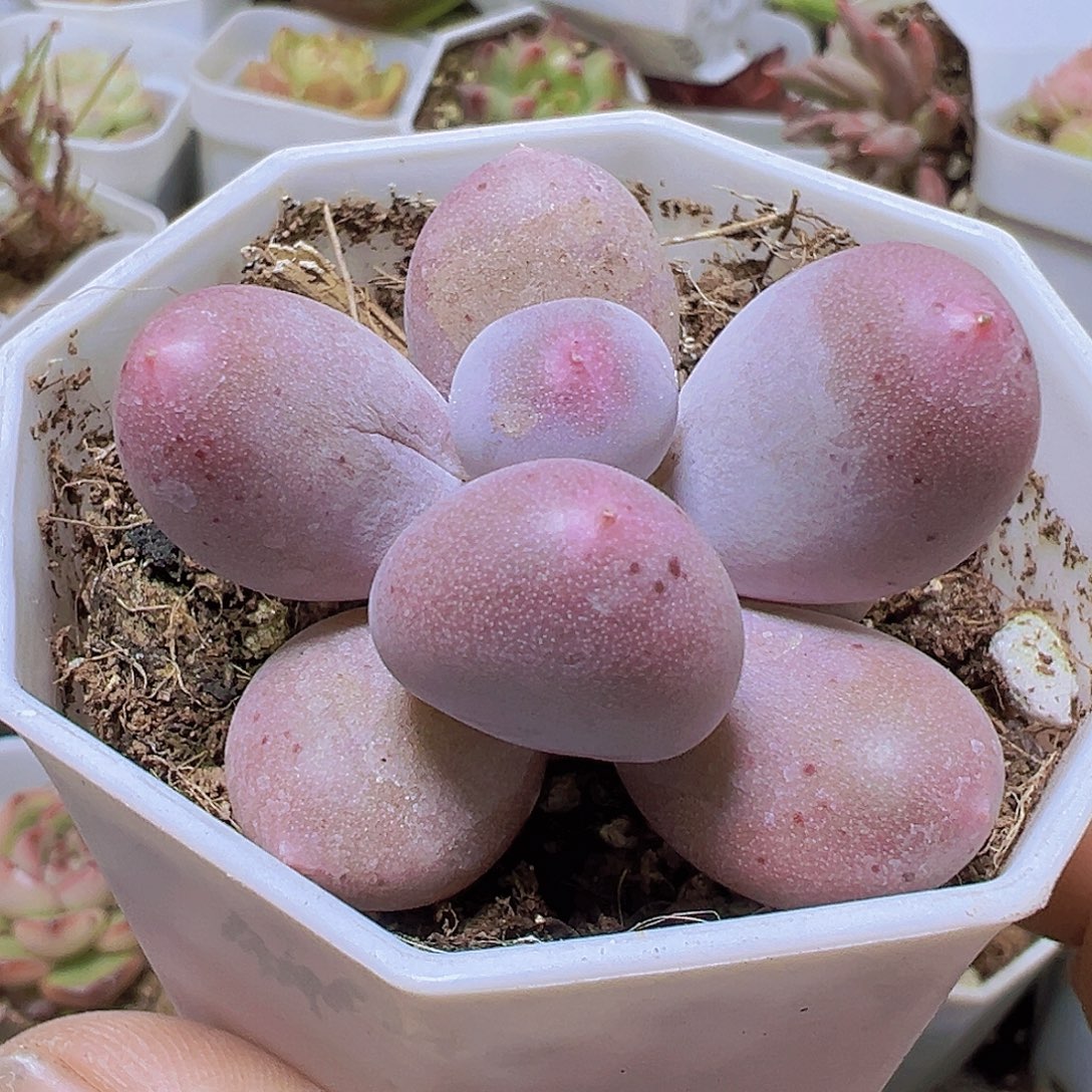 米可奶19包邮多肉植物