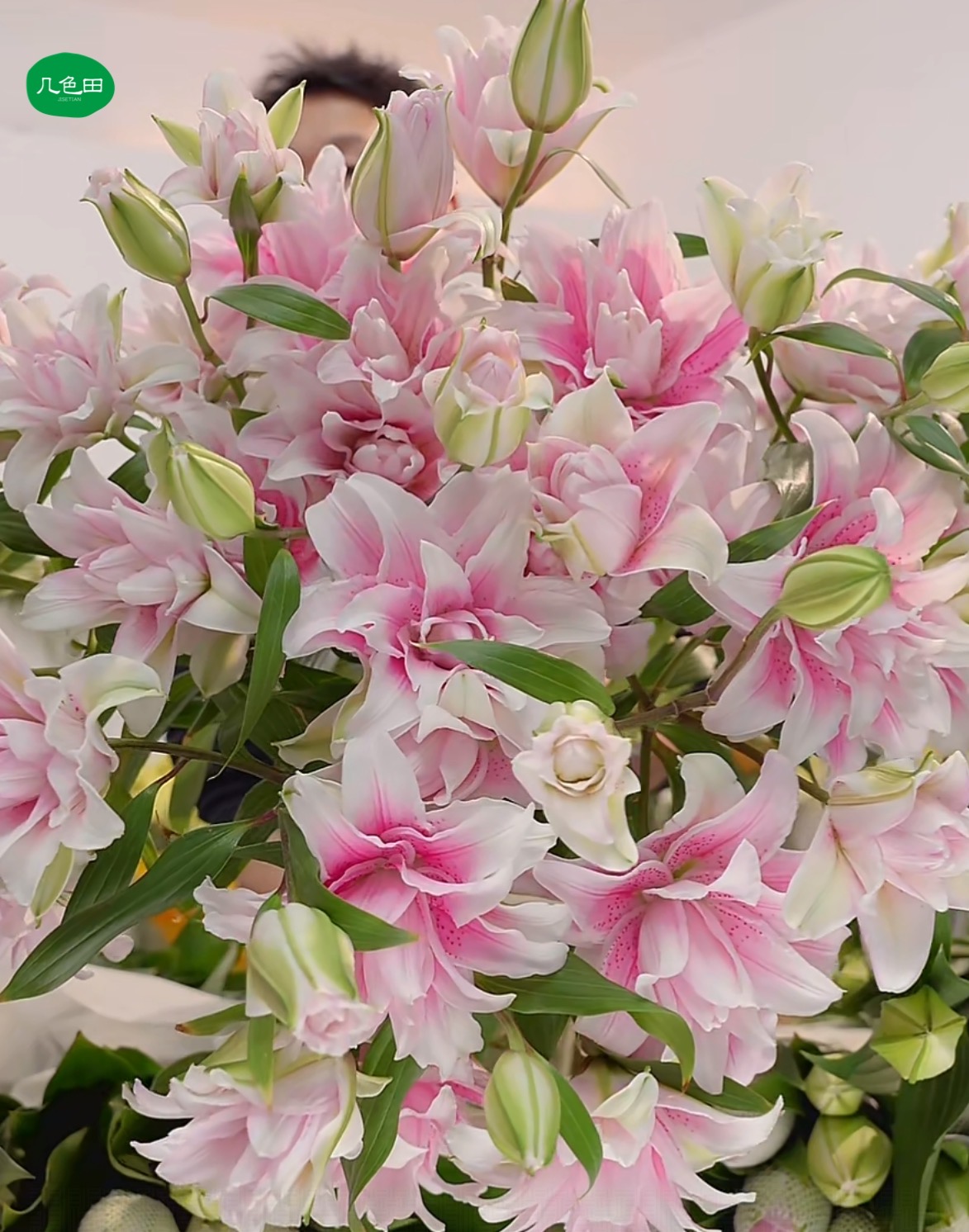 3头玲珑伊莎贝拉----重瓣百合云南直发鲜花云南花插花鲜花 