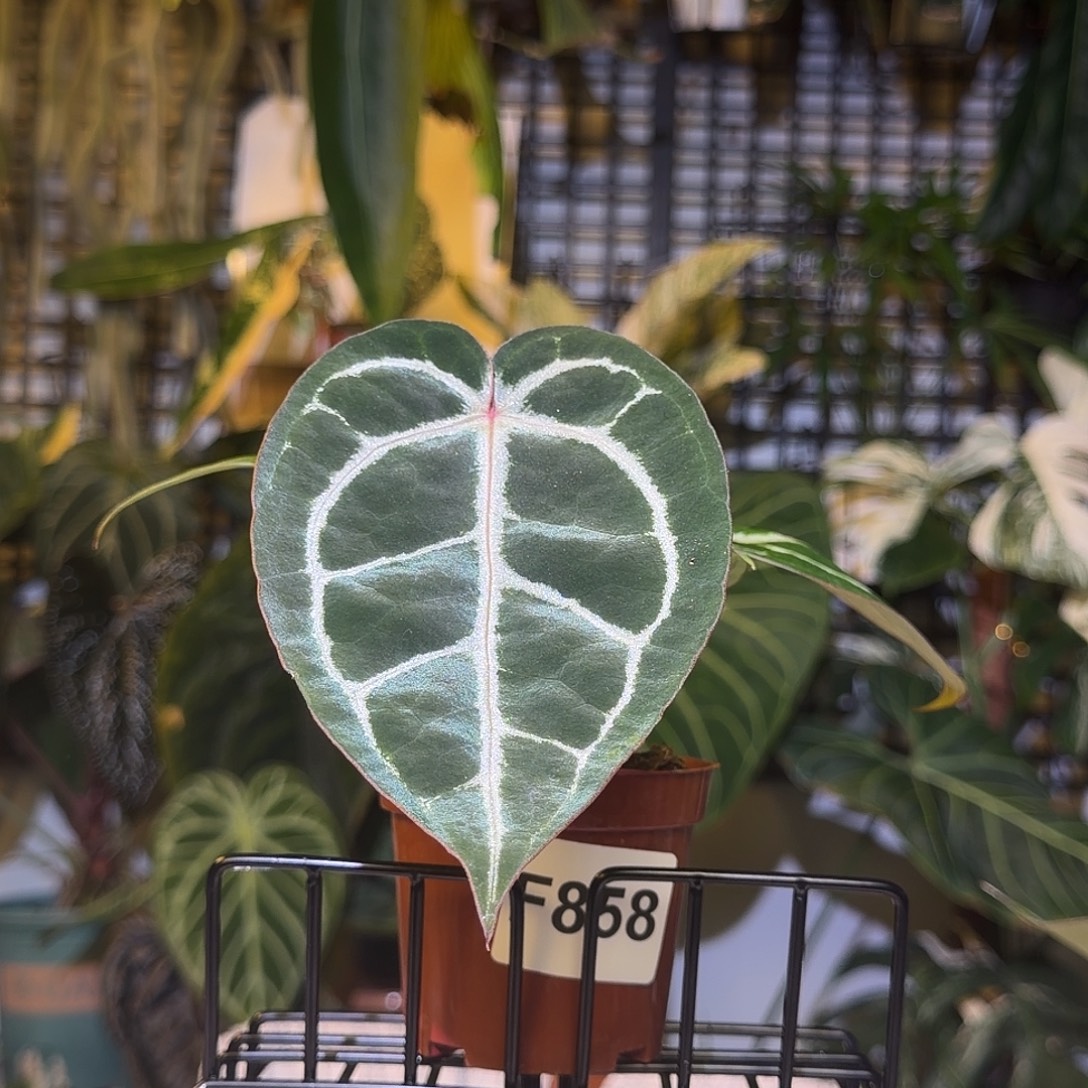 完全开放F858黑水晶杂黑底撕裂纹