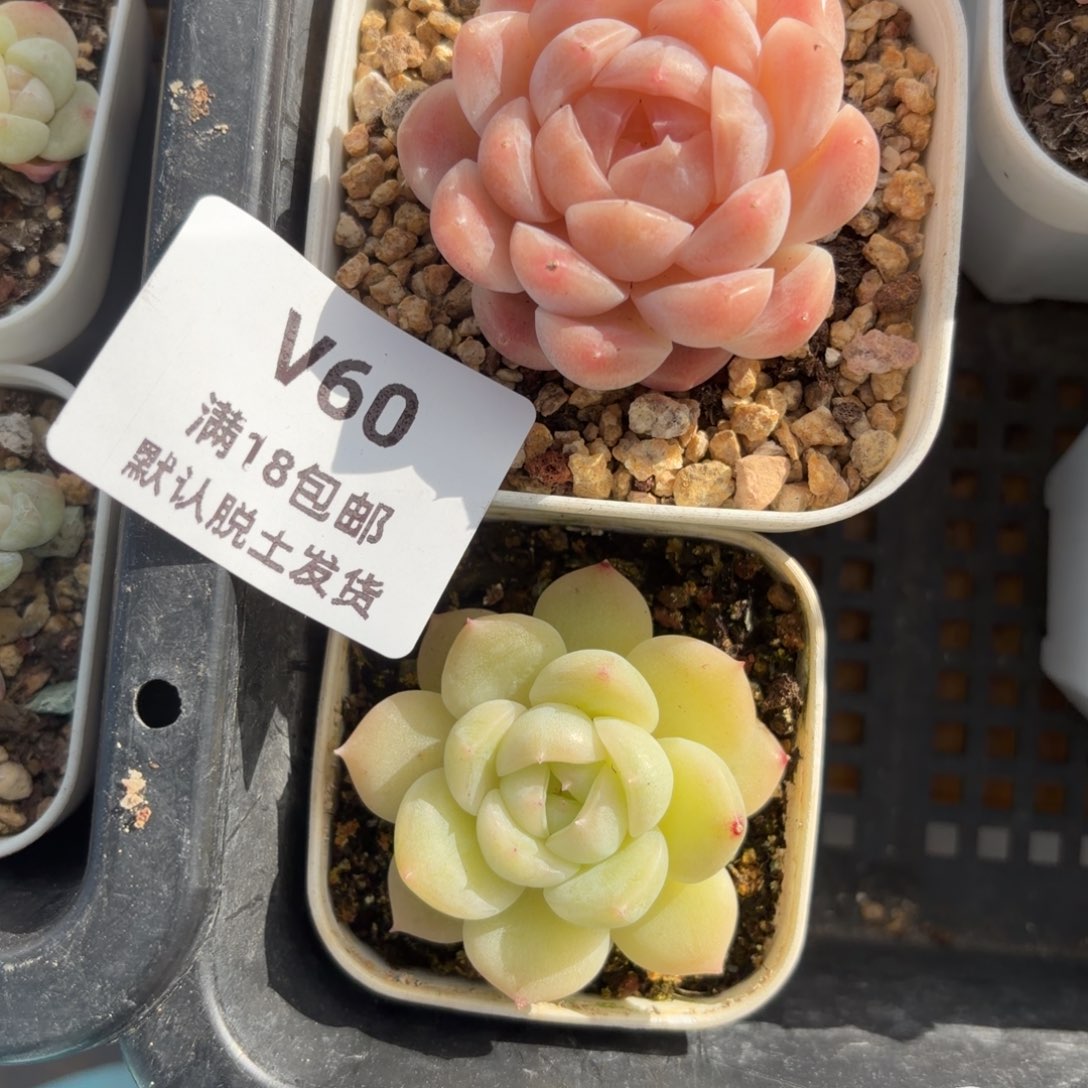 东篱下多肉植物哈哈哈60