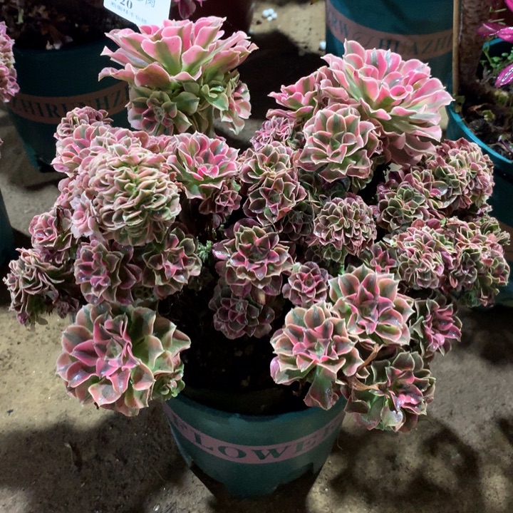 720粉女巫缀多肉植物特价