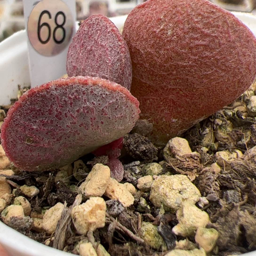 实生低叶苗多肉植物水泡多肉植物