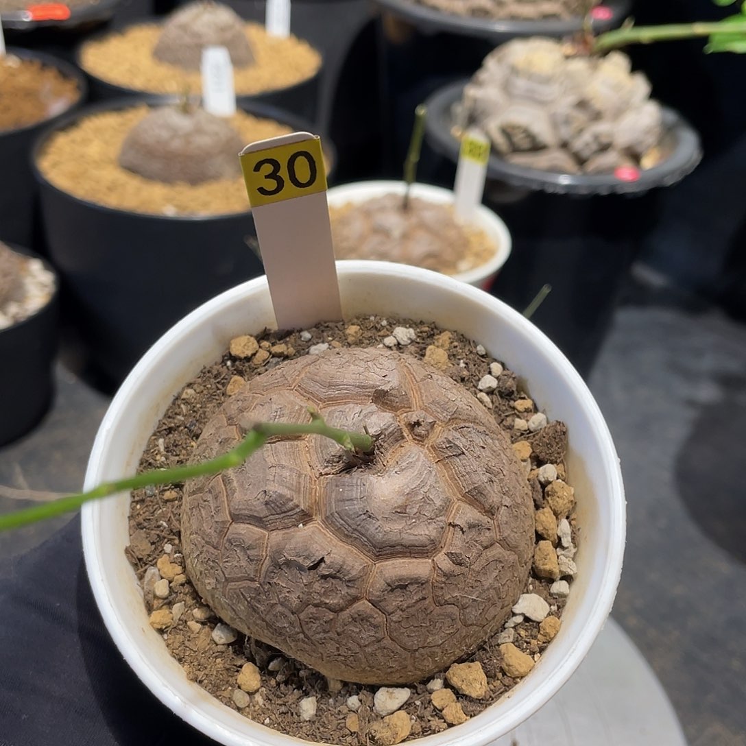 30号龟甲龙不退不换