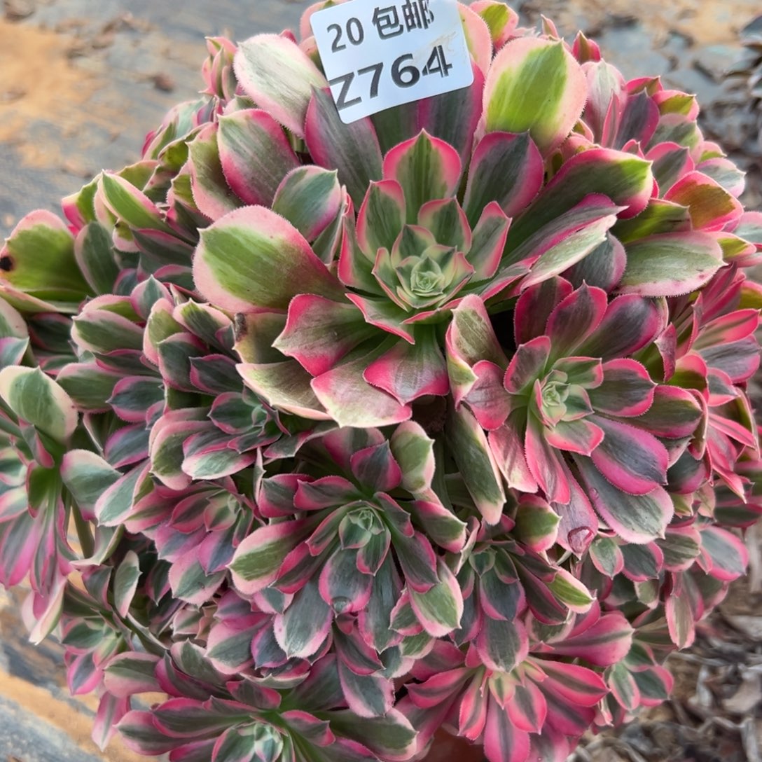 764男神，满20包邮