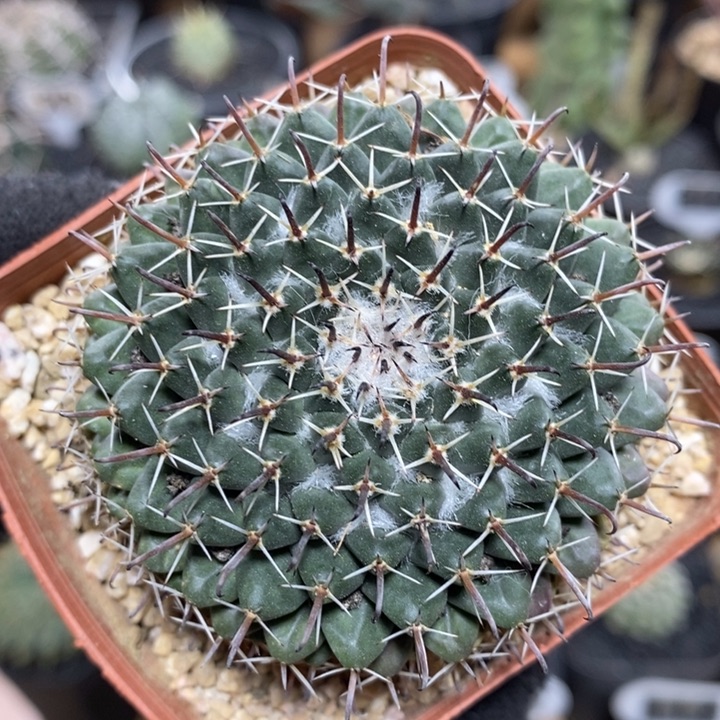 实生金刚石207号6.3cm