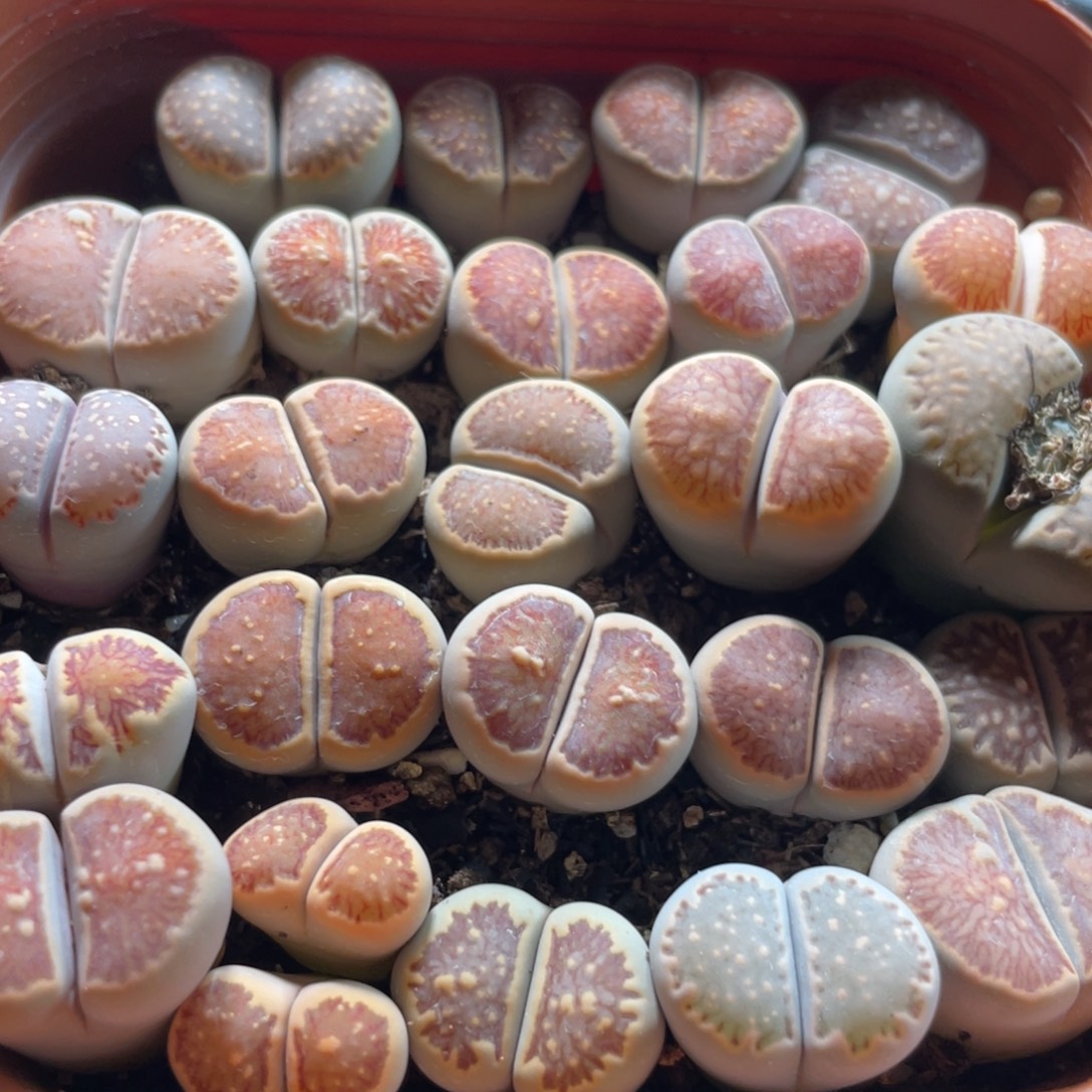 大盆特价一物一拍～35