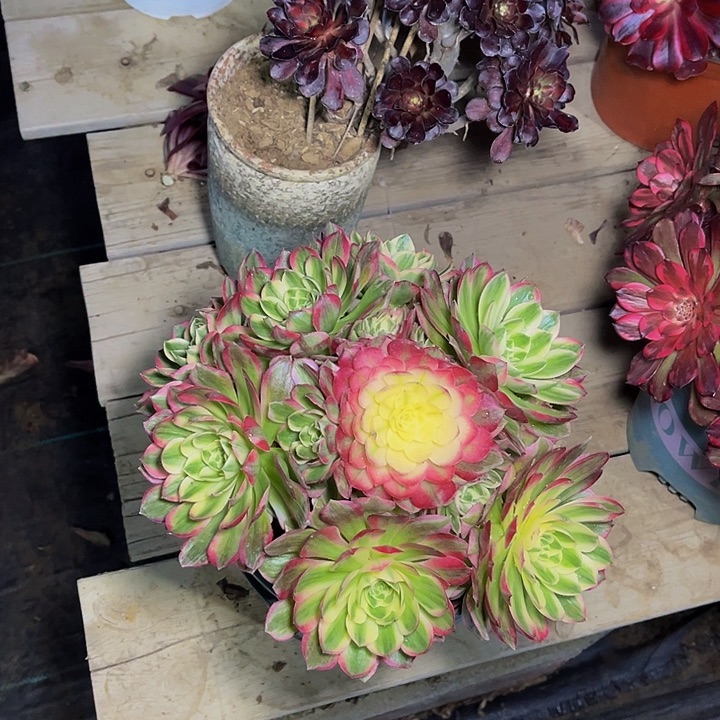 飞**笑海王海王海王0016