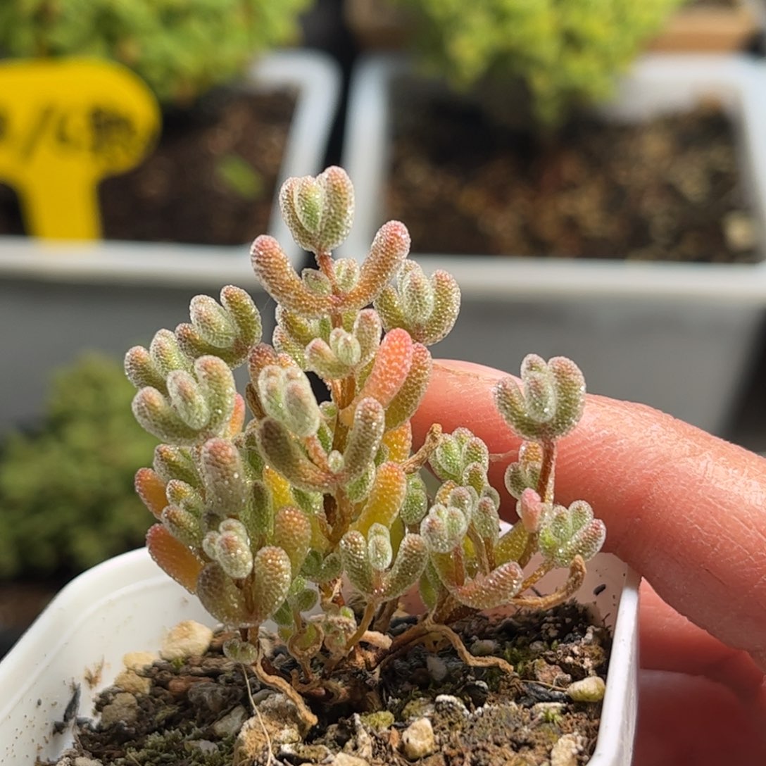 昕宝实生冰橙福利 枝干番杏