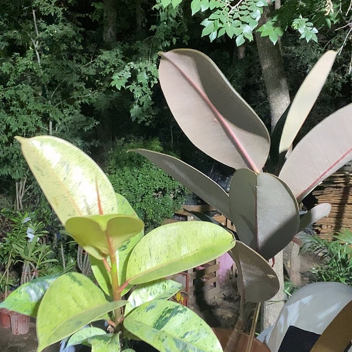 黑金刚橡皮树，抹茶榕橡皮树，19的