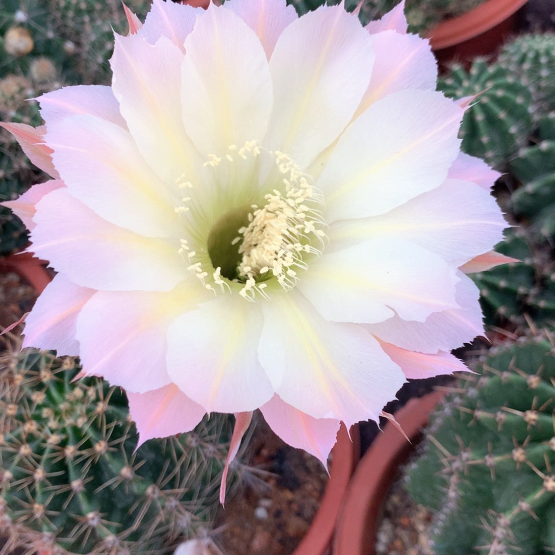 ?*9647实生彩草15公分杯