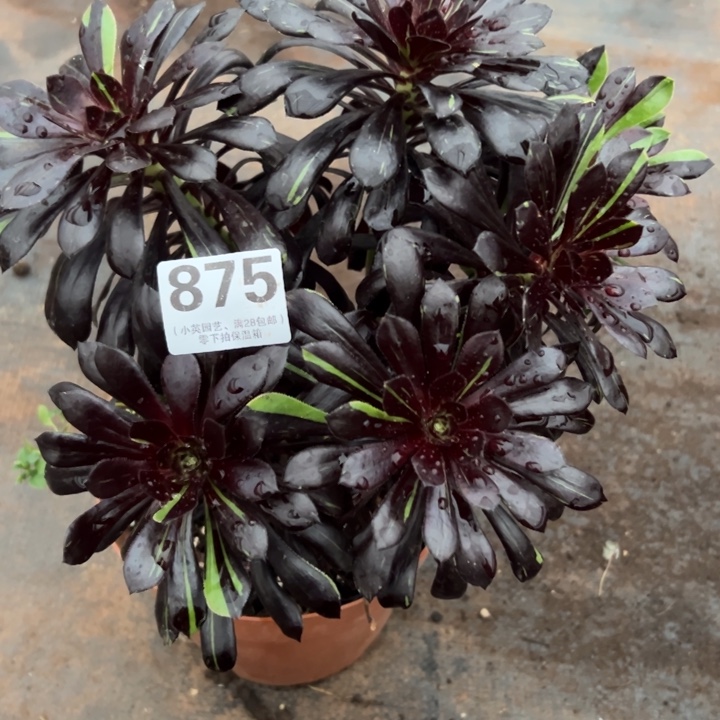 875多肉植物孔雀翎