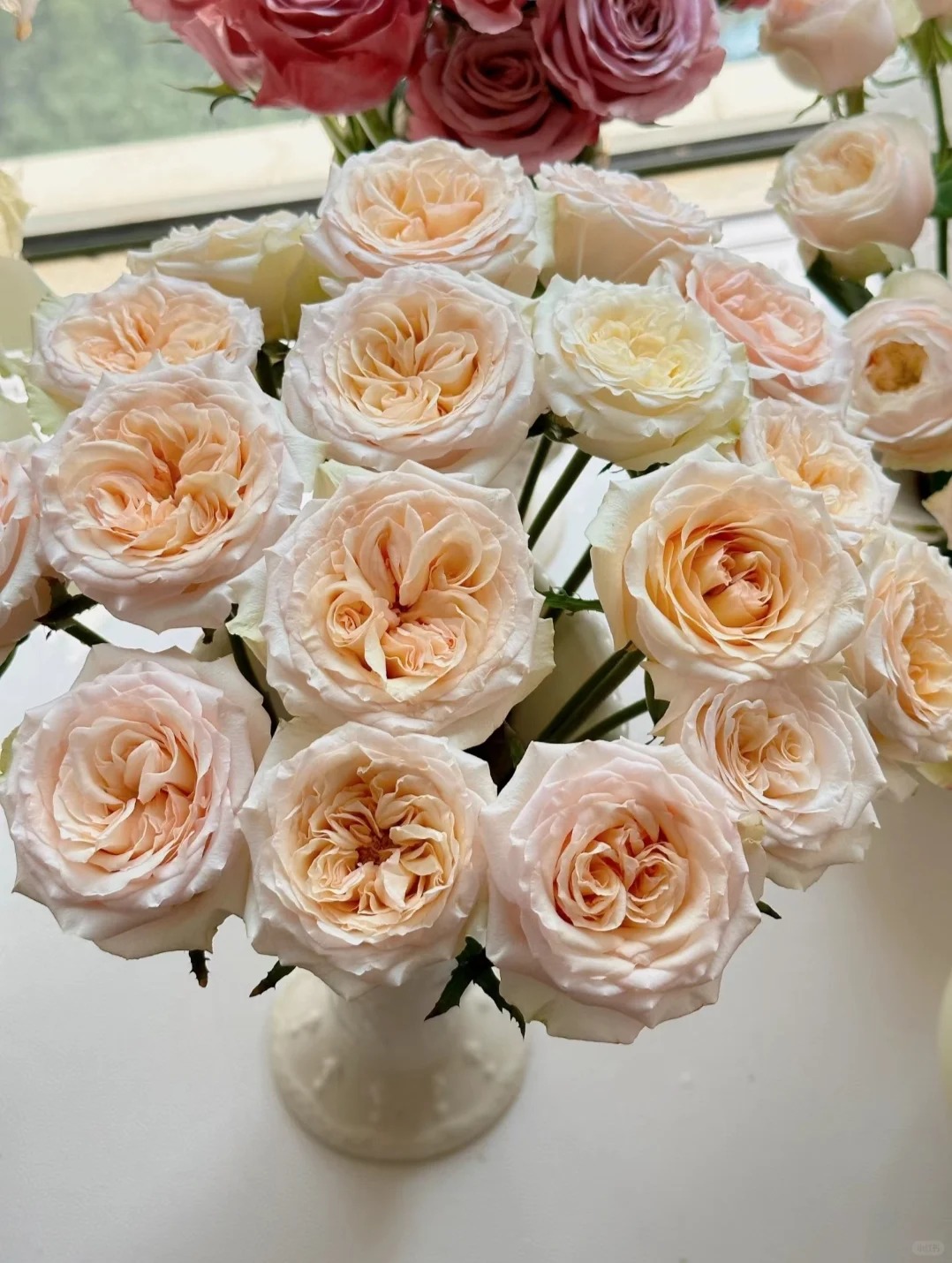 （曼曼）拾季单头玫瑰15+5支防损鲜花任意2单包邮