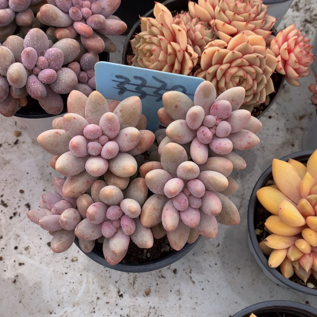 分三恋人727273737373