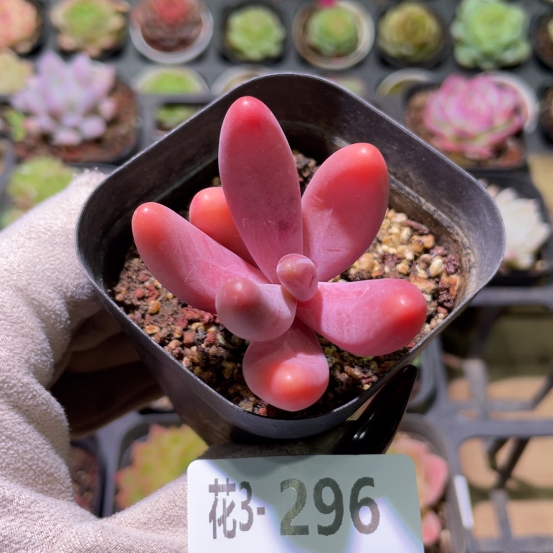 花利美3-296红手指