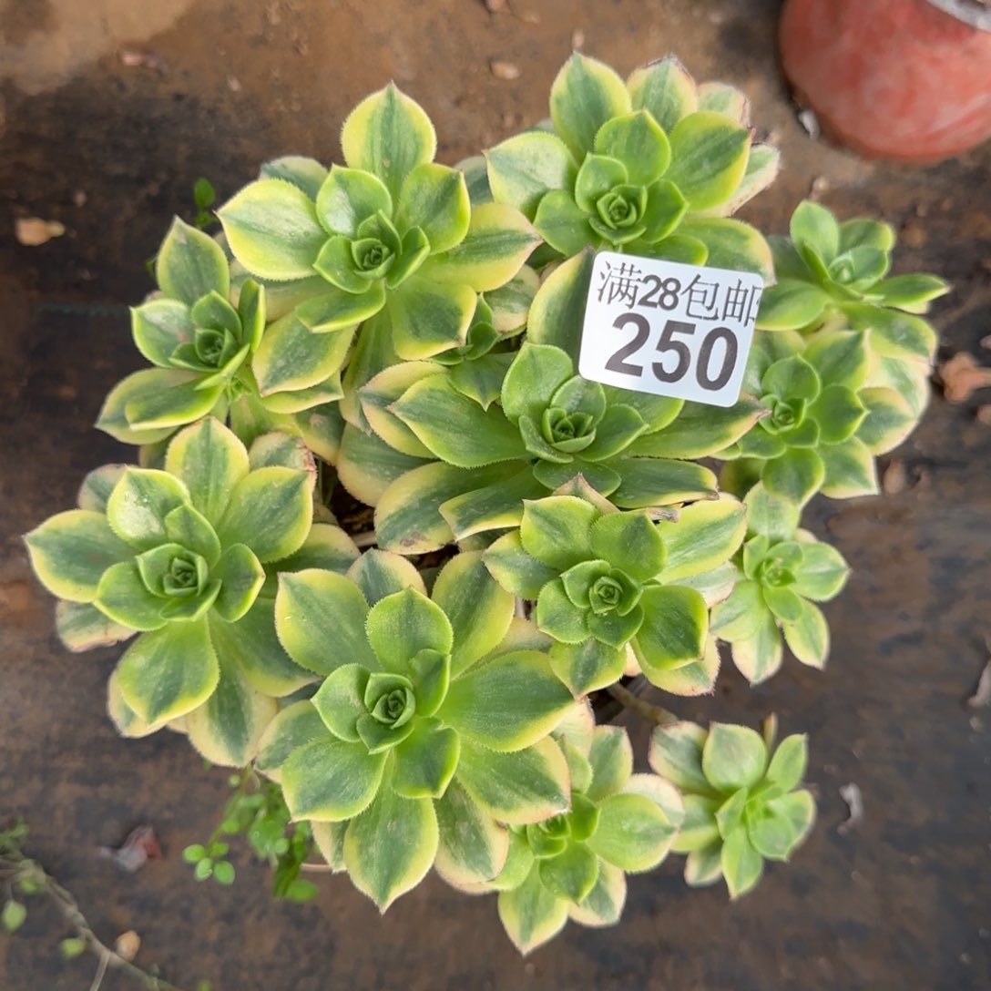 星爆多肉250满28包邮断枝不包瑕疵