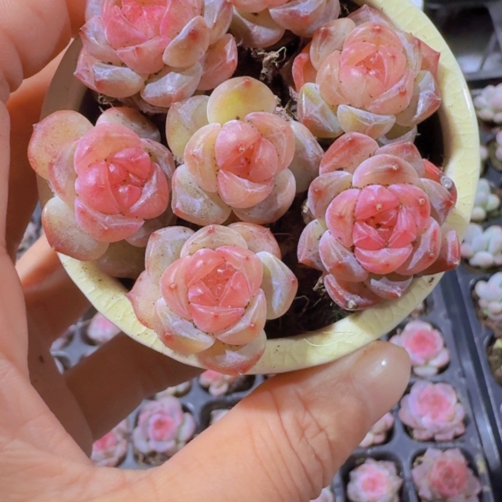 风花雪月优选体拍一发三