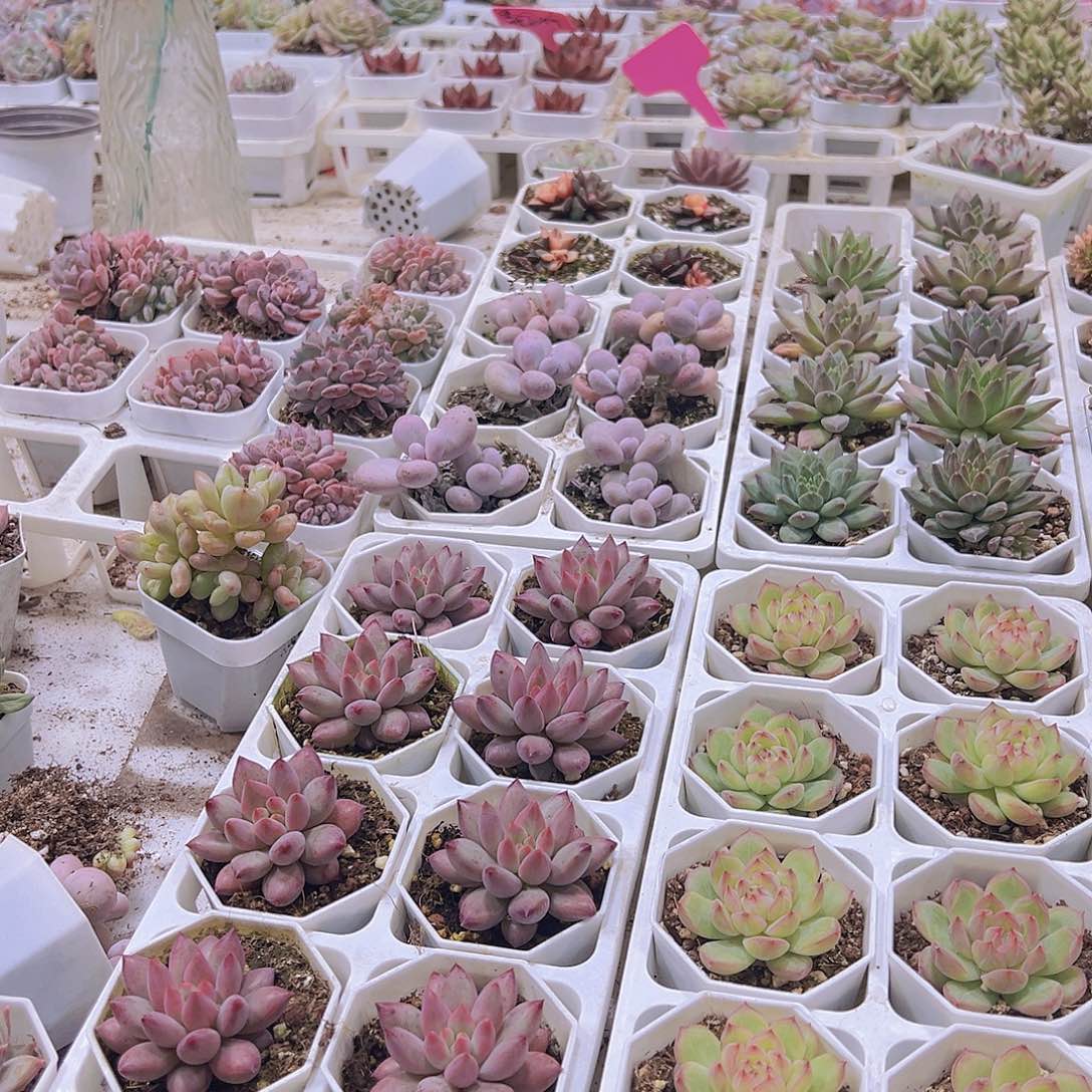 小****双头麒麟座锦19包邮多肉