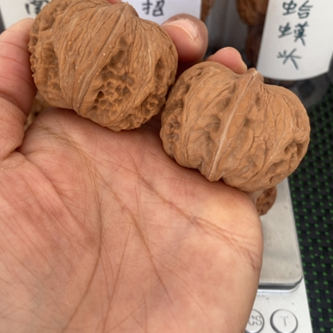 文玩核桃元宝38尺寸