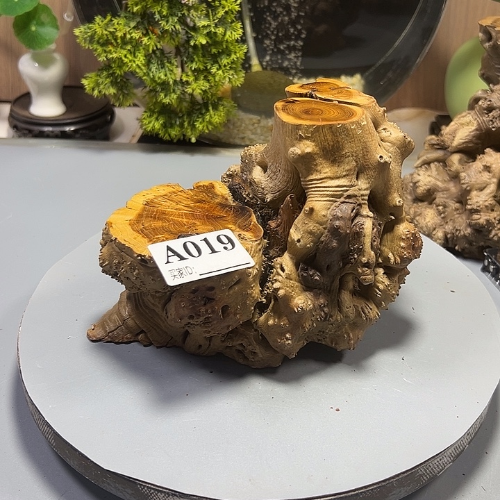 許***淩大果紫檀（缅甸花梨）