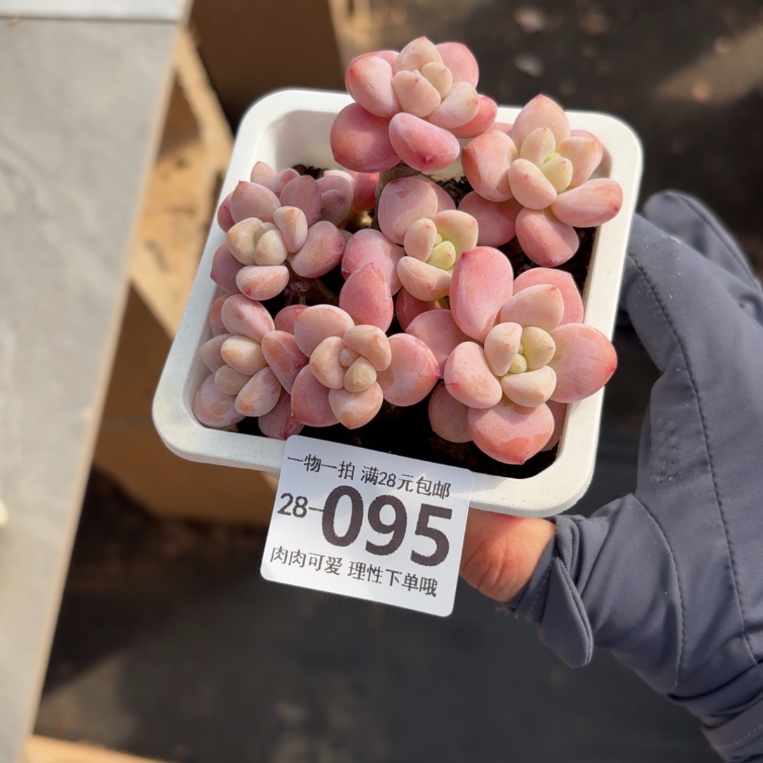 樱花洛神无盆土发货