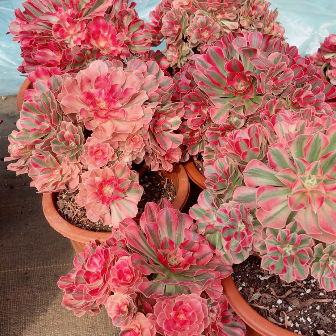 模特水蜜桃量拍多肉法师一个