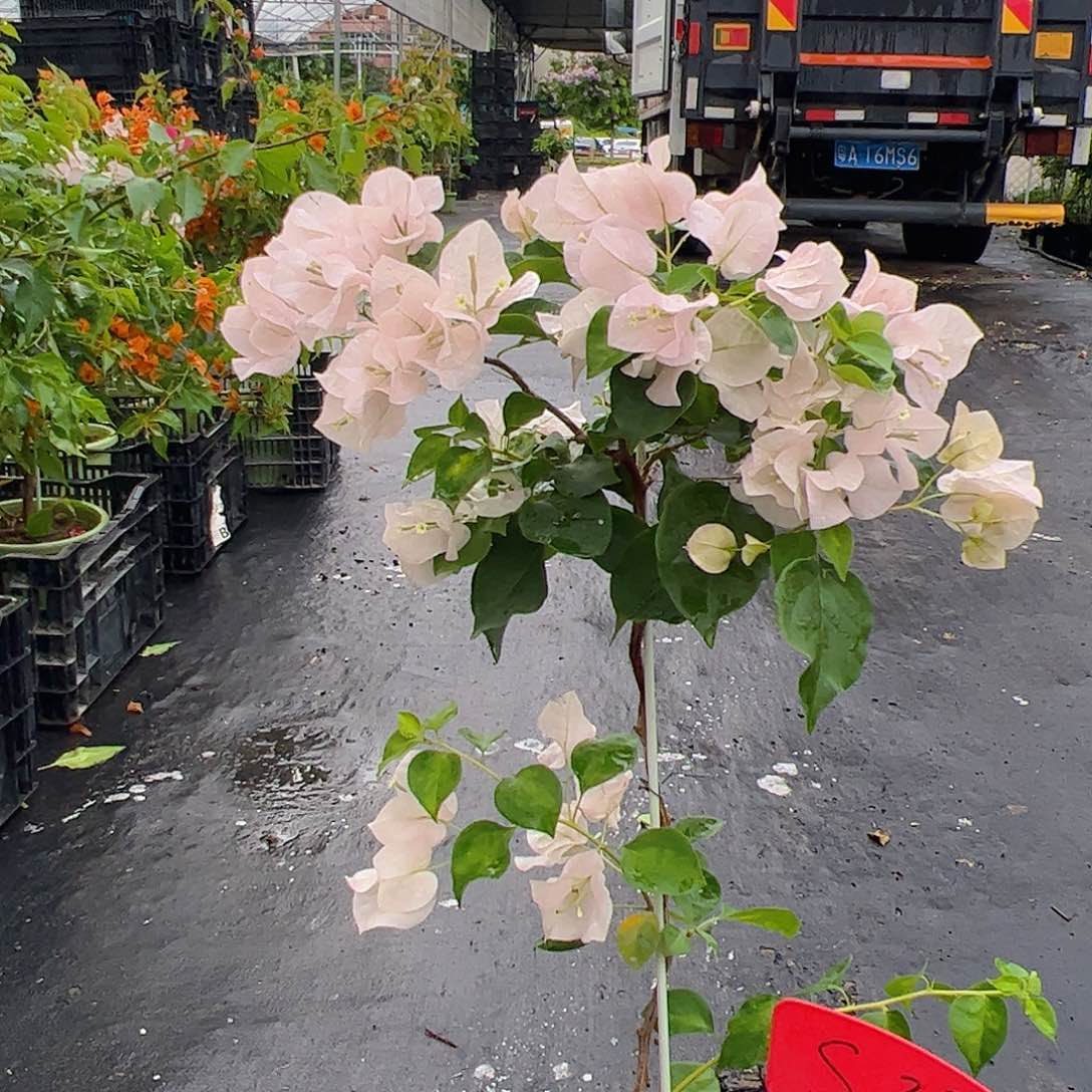 顺***然S37暗斑丽人棒棒糖