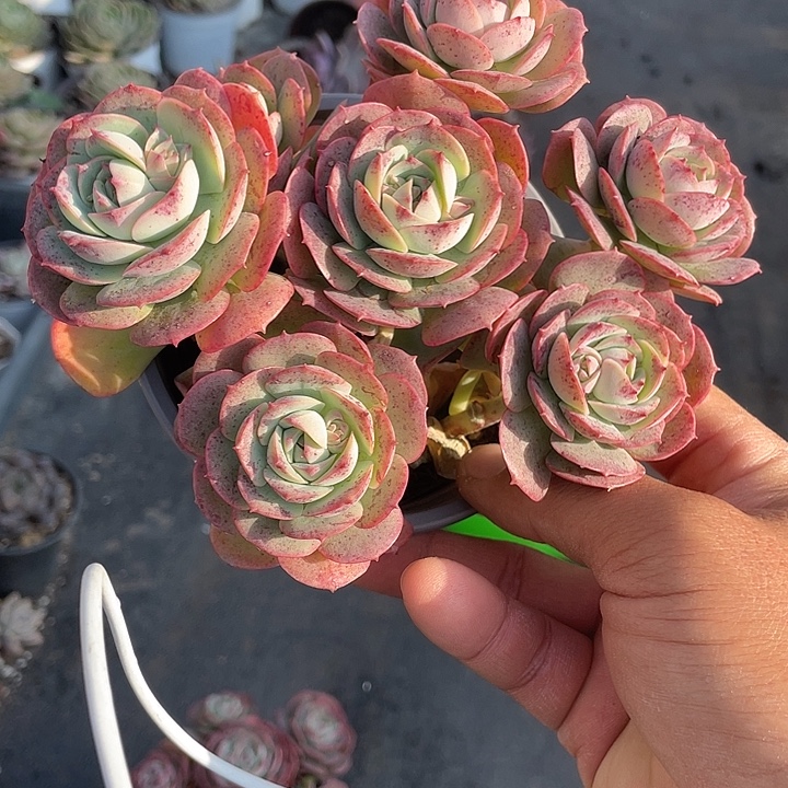 克罗地亚玫瑰带盆发货