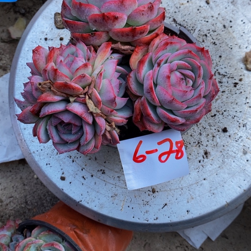 【闪购商品】半***心多肉植物